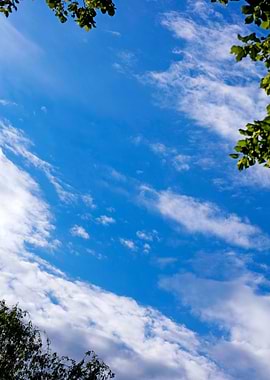 Trees vs blue summer sky