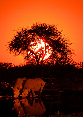 sunset with rhinos