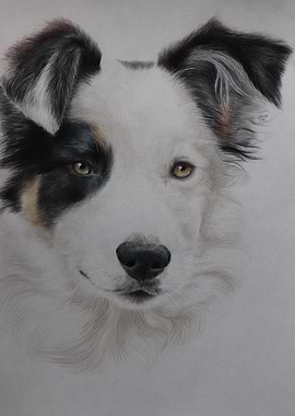 Border Collie