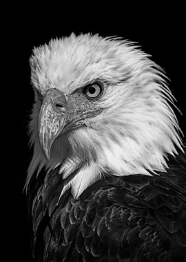wild Eagle face