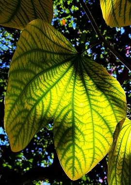 BAUHINIA LEAVES