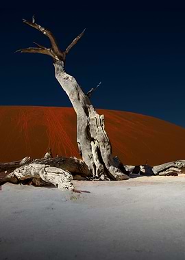 dead vlei