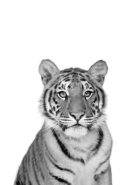 Tiger black and white