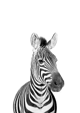 Zebra Black and White