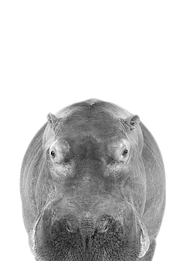 Hippopotamus