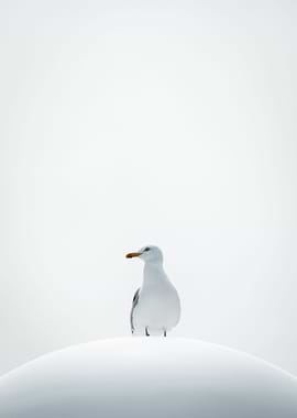 Sad Seagull