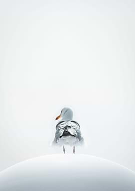 Silent Seagull