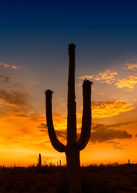 GIANT SAGUARO Sunset