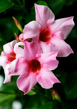 Mandevilla pink flower