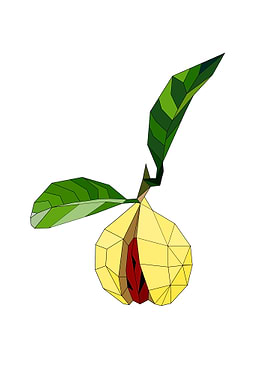 Nutmeg