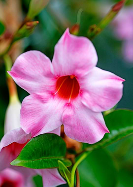 Mandevilla pink flower
