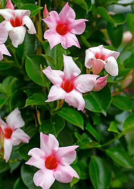 Mandevilla pink flower