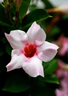 Mandevilla pink flower