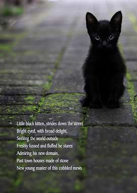 Little Black Kitten