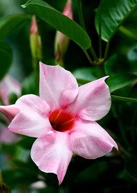 Mandevilla pink flower