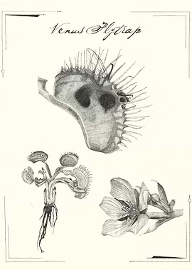 Venus Flytrap