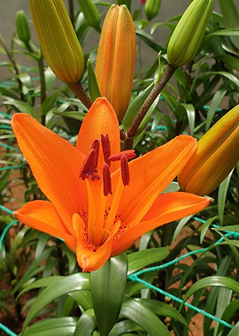 Orange Lily