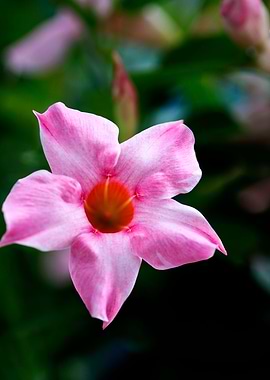 Mandevilla pink flower