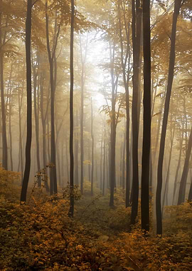 Pretty golden forest