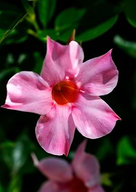 Mandevilla pink flower
