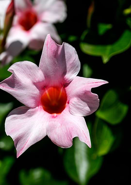 Mandevilla pink flower