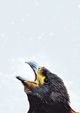 Eagle Close Up Portrait