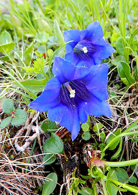 alpine flowers 26