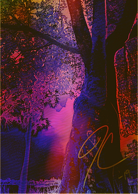 Summers Evening in Florida