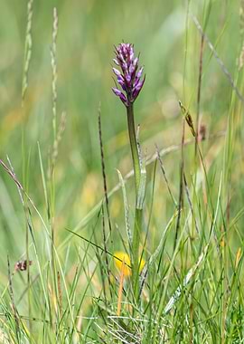 wildflower in the mountain
