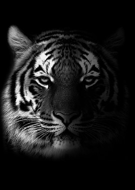 Wild tiger head poster