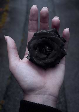 Black rose