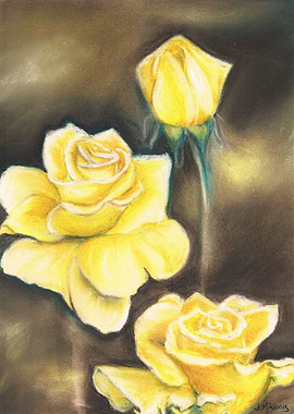 Yellow Roses