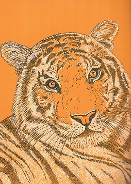 Tiger in Orange