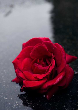 Rose in the rain