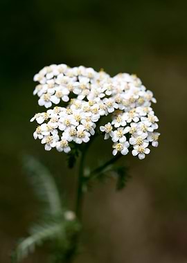 Achillea millefolium macro