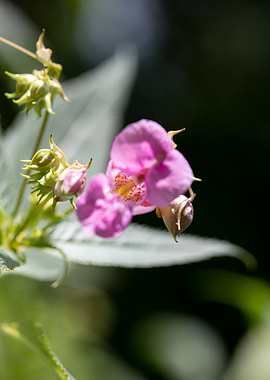 Impatiens glandulifera