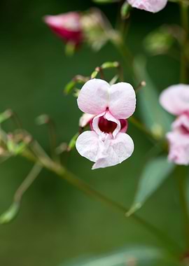 Impatiens glandulifera