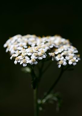 Achillea millefolium macro