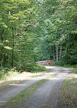 Walking on wild forest