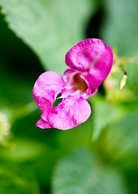 Impatiens glandulifera