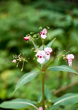 Impatiens glandulifera