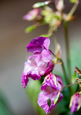 Impatiens glandulifera