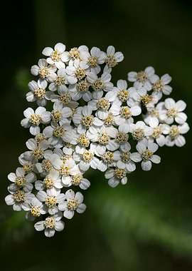 Achillea millefolium macro