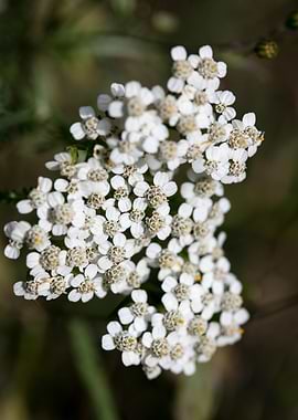 Achillea millefolium macro