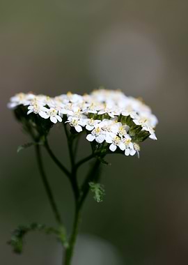 Achillea millefolium macro