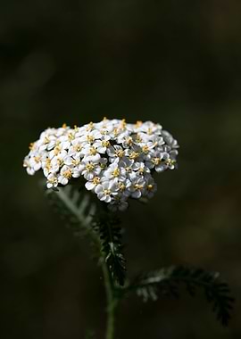 Achillea millefolium macro