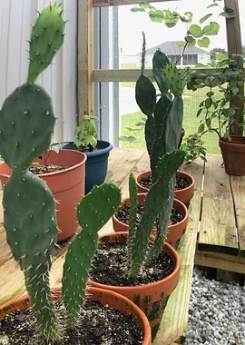 Cacti in pots