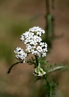 Achillea millefolium macro