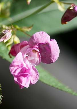 Impatiens glandulifera