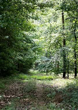 Walking on wild forest